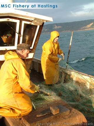 msc fisheries hastings